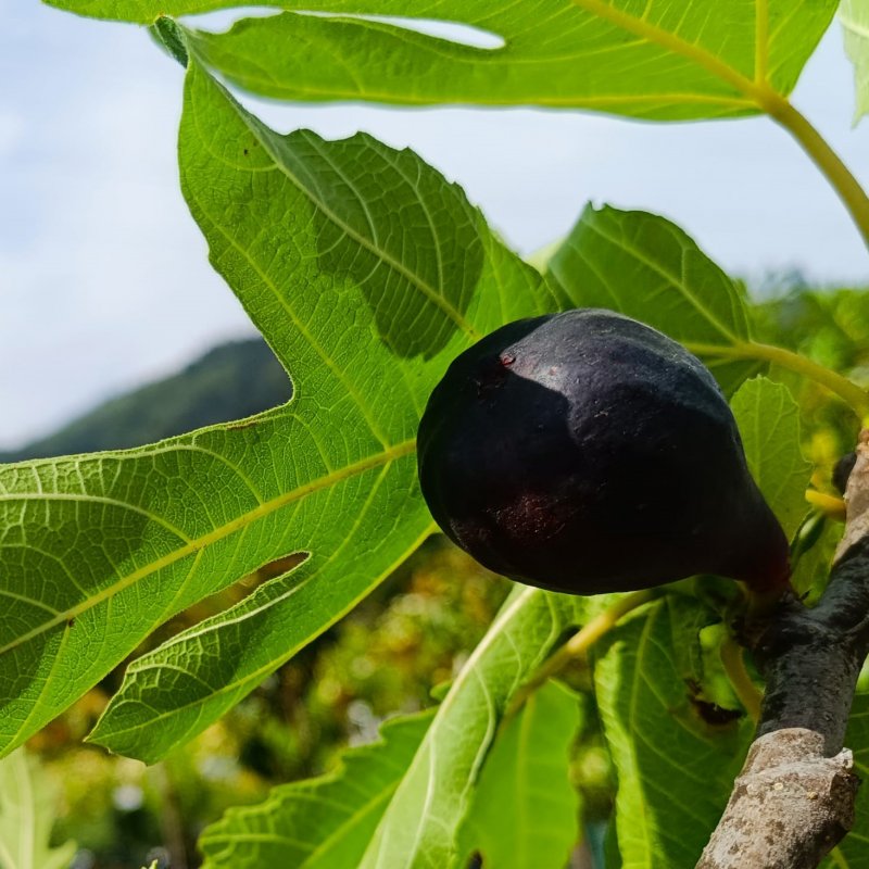 Ficus carica (Figovník jedlý) ‘OSBORN PROLIFIC’ - výška 40-60 cm, kont. C2L (-15°C) Ficus carica (Figovník jedlý) ‘OSBORN PROLIFIC’ - výška 40-60 cm, kont. C2L (-15°C)